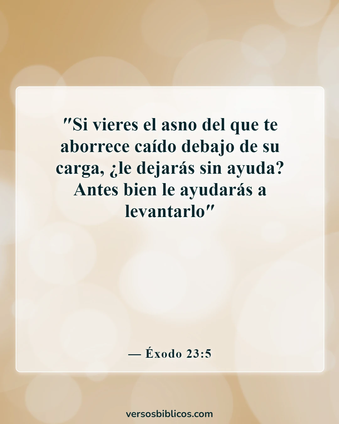 Versículos de la Biblia sobre bendecid a los que os persiguen (Éxodo 23:5)